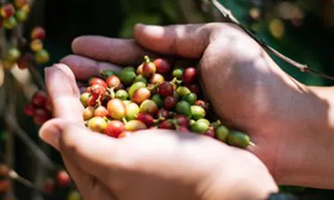 Trung Quốc tăng nhập khẩu cà phê từ Việt Nam: Kỳ vọng bứt phá mới